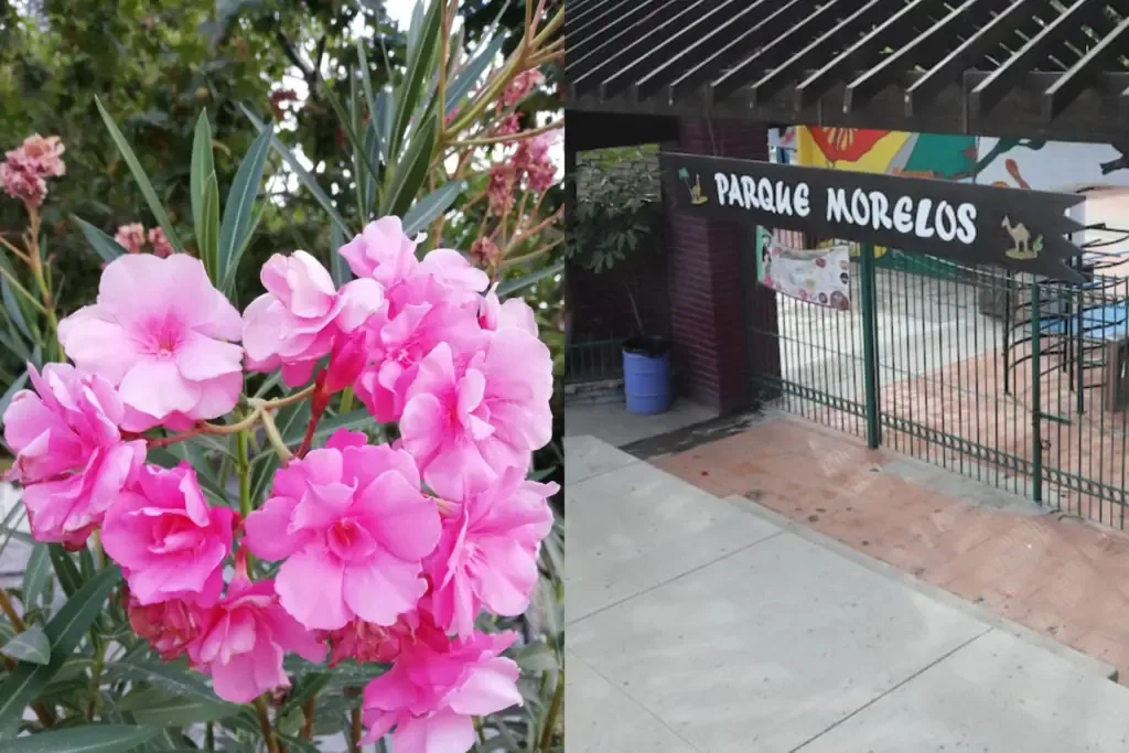 Este domingo, los tijuanenses podrán disfrutar de la donación gratuita de plantas y actividades familiares en el Parque Morelos.