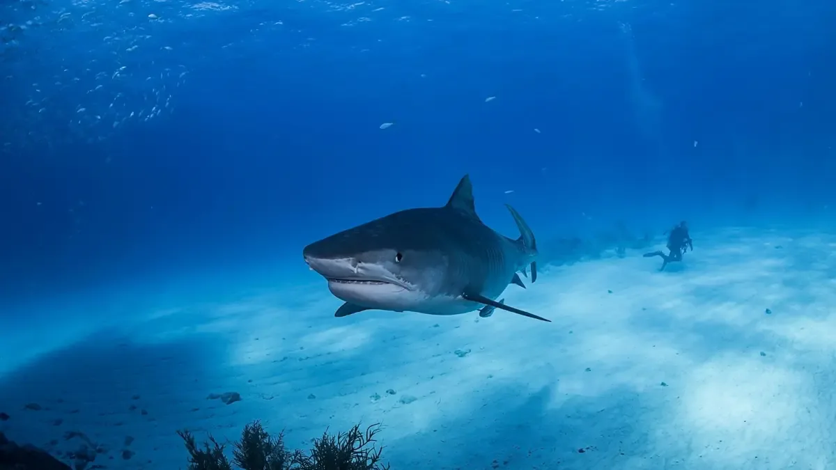 Este ejemplar destaca no solo por su longevidad, sino por su vulnerabilidad ante la pesca.