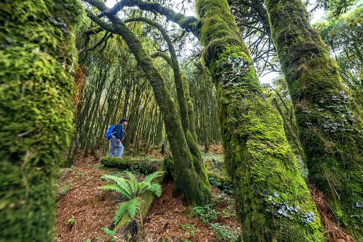 Este hermoso bosque es un refugio de biodiversidad y un regulador del clima en la Sierra Norte.