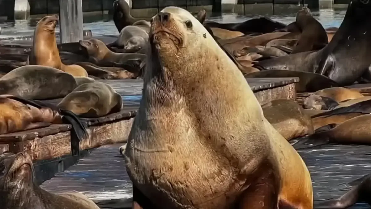 Este león marino, que pesa entre 680 y 907 kg, cautiva a locales y turistas.