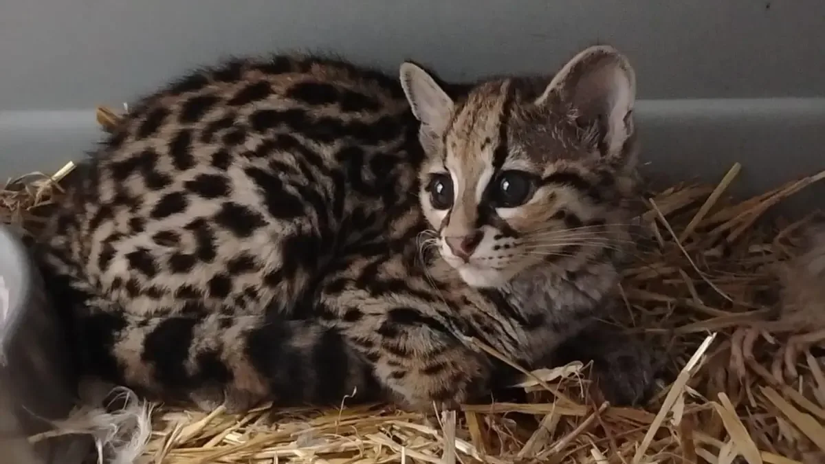 Este programa destaca por su enfoque en la conservación y el bienestar animal, vital para salvar especies en riesgo.
