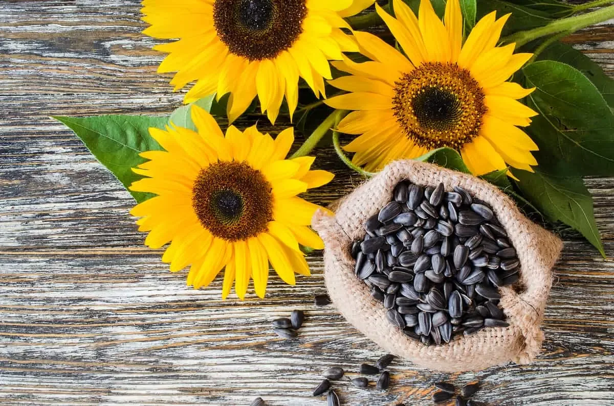Estos pequeños granos aportan nutrientes clave para prevenir enfermedades crónicas y mejorar la salud.