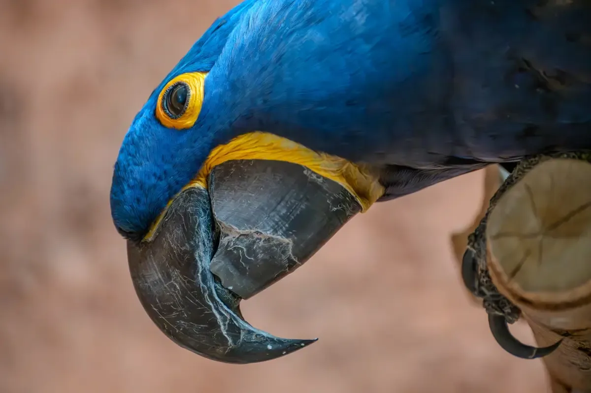 La localidad implementa un plan innovador para repeler a loros barranqueros y mejorar la convivencia.
