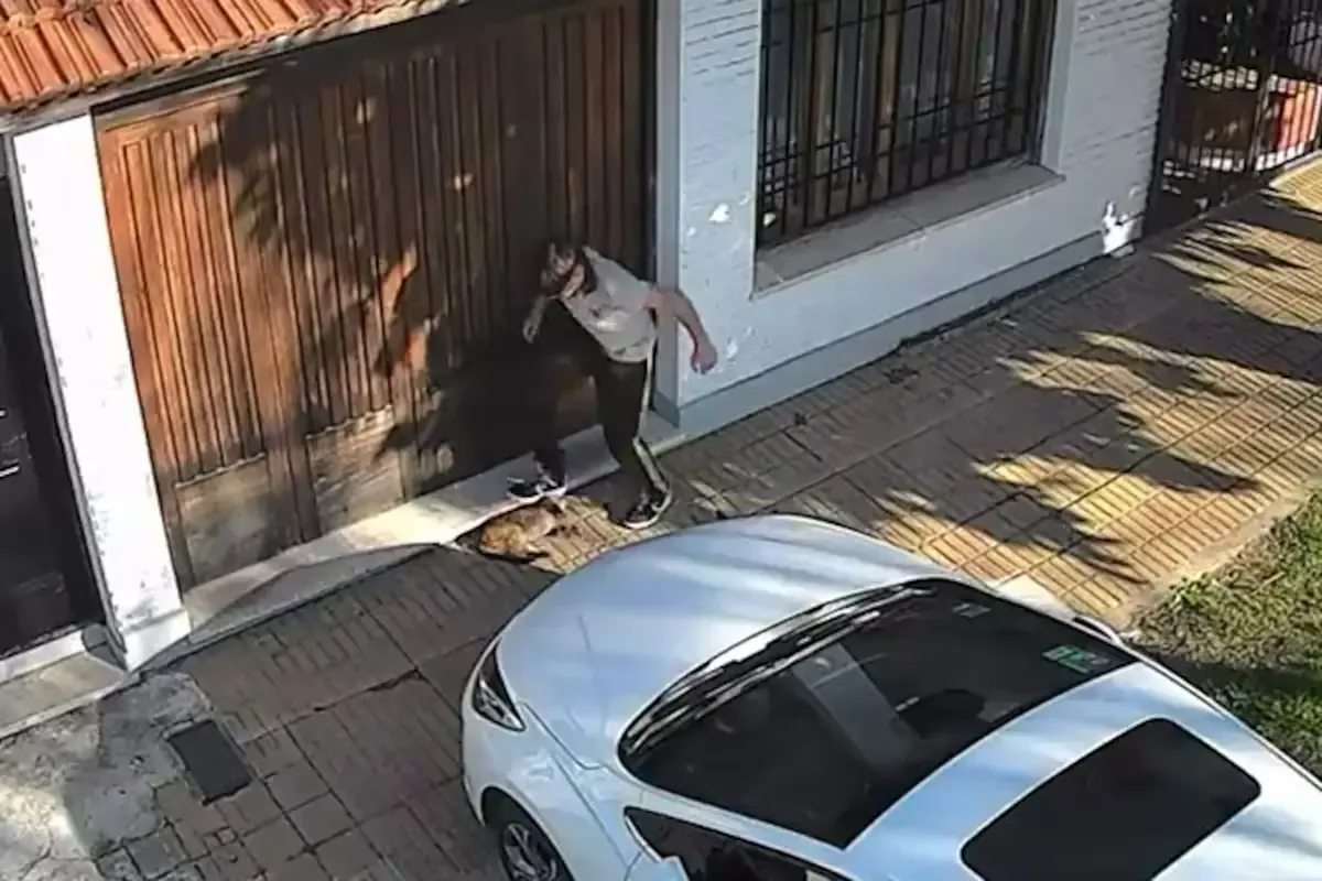 Un grupo de vecinos busca justicia tras el maltrato a un gato en Temperley.