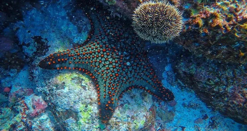 Estudiantes de la UABCS investigan la importancia de los equinodermos para el ecosistema marino.