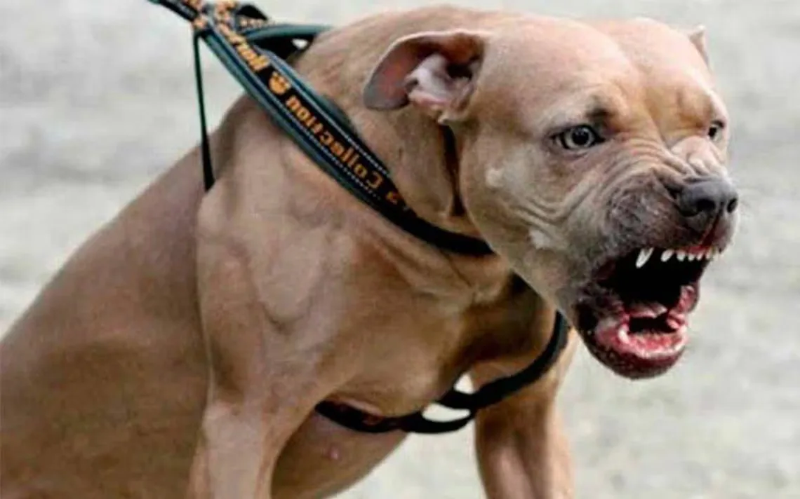 Estudiantes heridos tras ataque de perros pitbull en secundaria de Minatitlán.