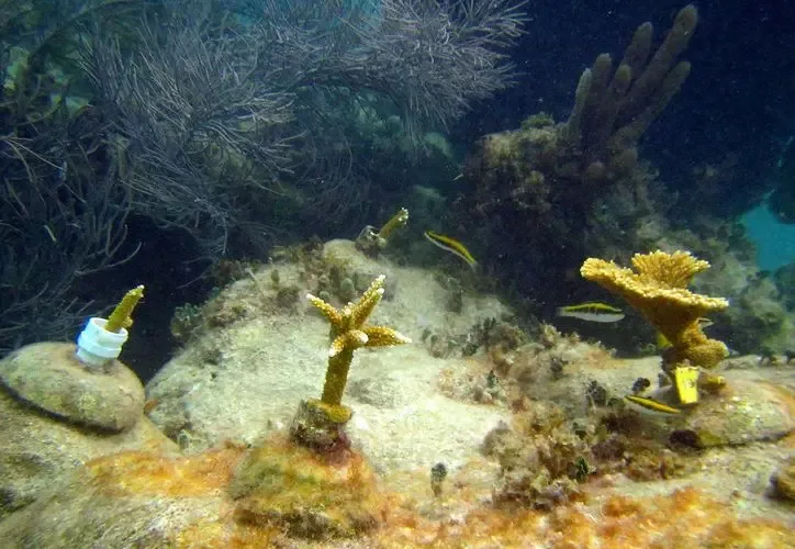 Estudiantes participan en la reubicación de plantas nativas en Puerto Morelos.