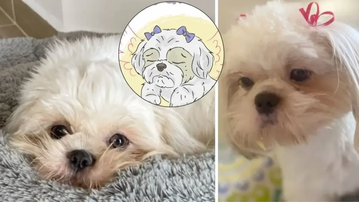 La familia y activistas piden aplicar la Ley Ángel tras el abuso y muerte de la mascota.