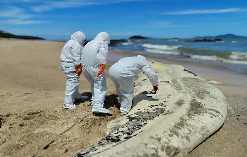 La muerte del tiburón ballena revela la importancia de su conservación y cuidado en los ecosistemas marinos.