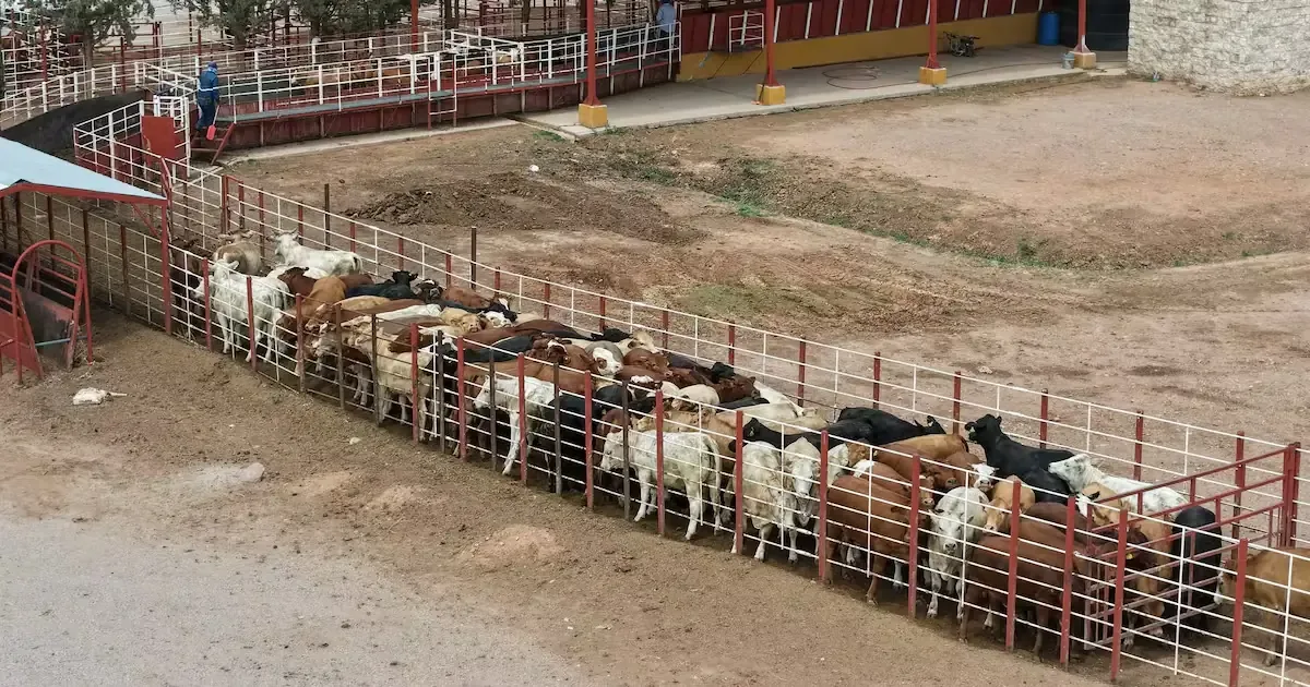 La autorización de EE.UU. afecta el costo y la logística de los ganaderos en Sonora.