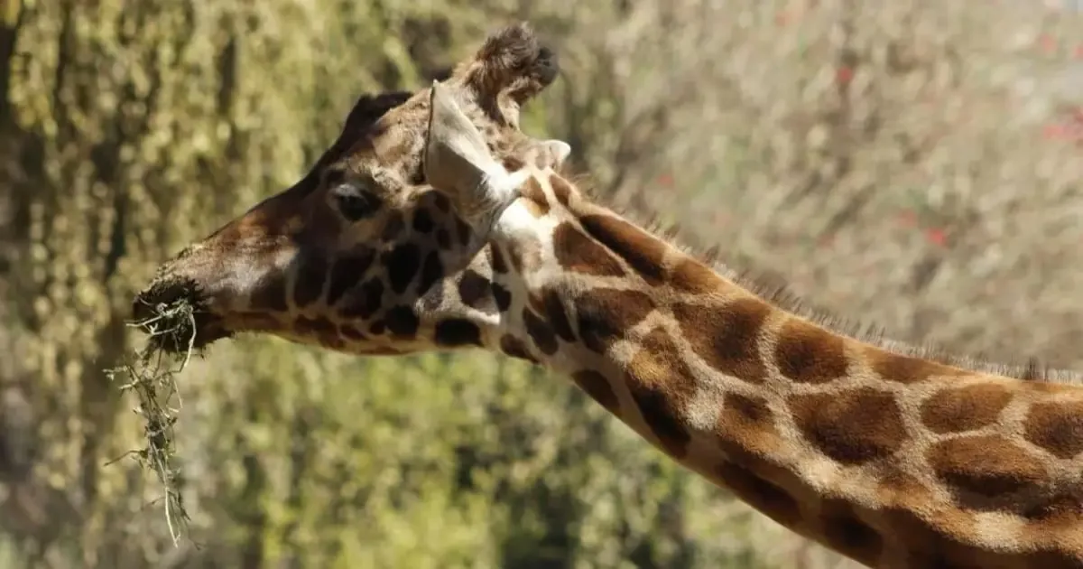 La muerte de Fortunata, de 36 años, resalta la importancia del cuidado especializado en la conservación de especies.