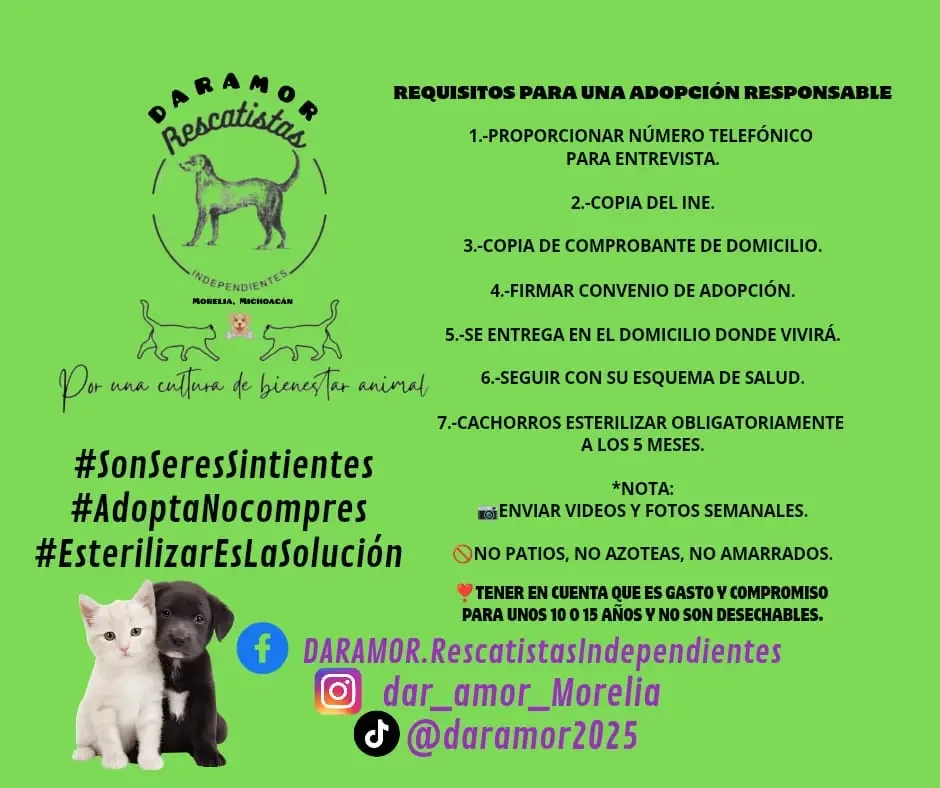Feria de adopción en el Parque Infantil 150, Morelia, este domingo.