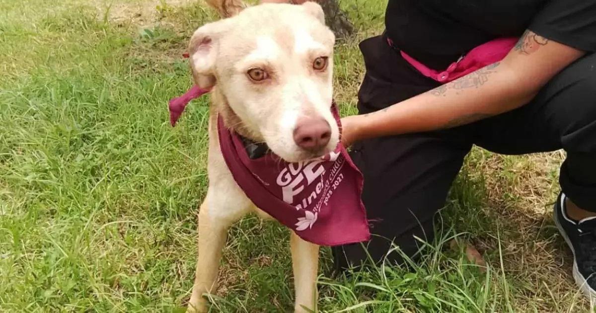 La feria promueve la adopción responsable y ofrece atención veterinaria gratuita para animales.