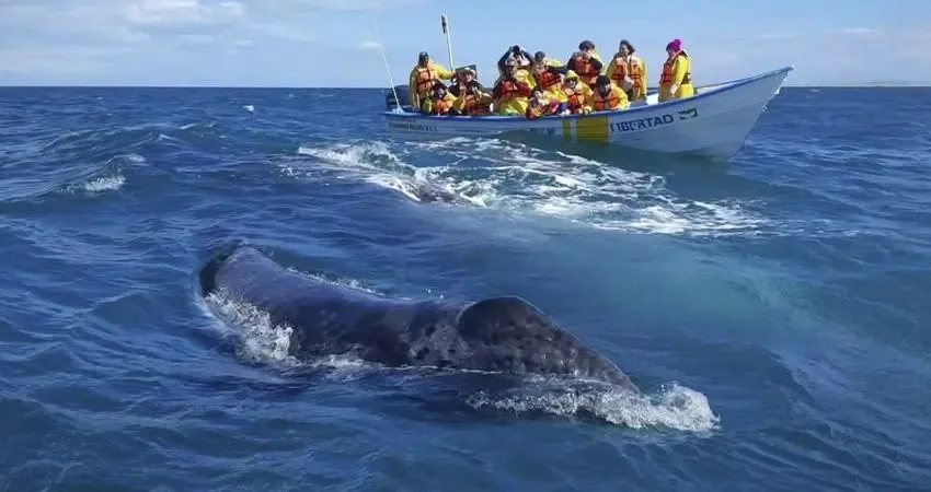 Festival de la Ballena Gris en Puerto Adolfo López Mateos, Baja California Sur.
