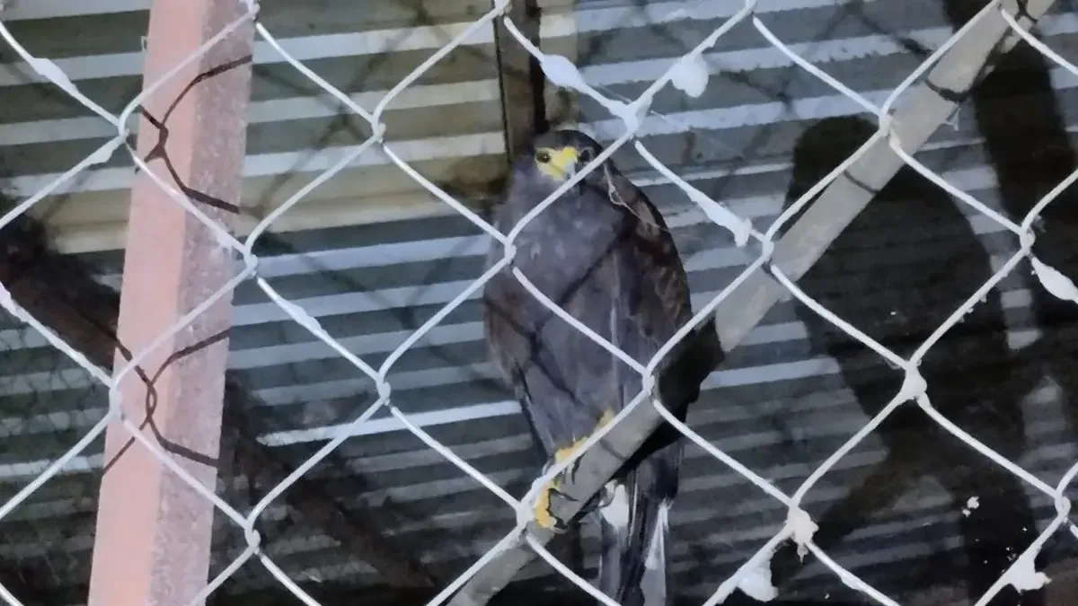 La aseguración de esta especie refleja el compromiso de la FGE con la protección de la fauna.
