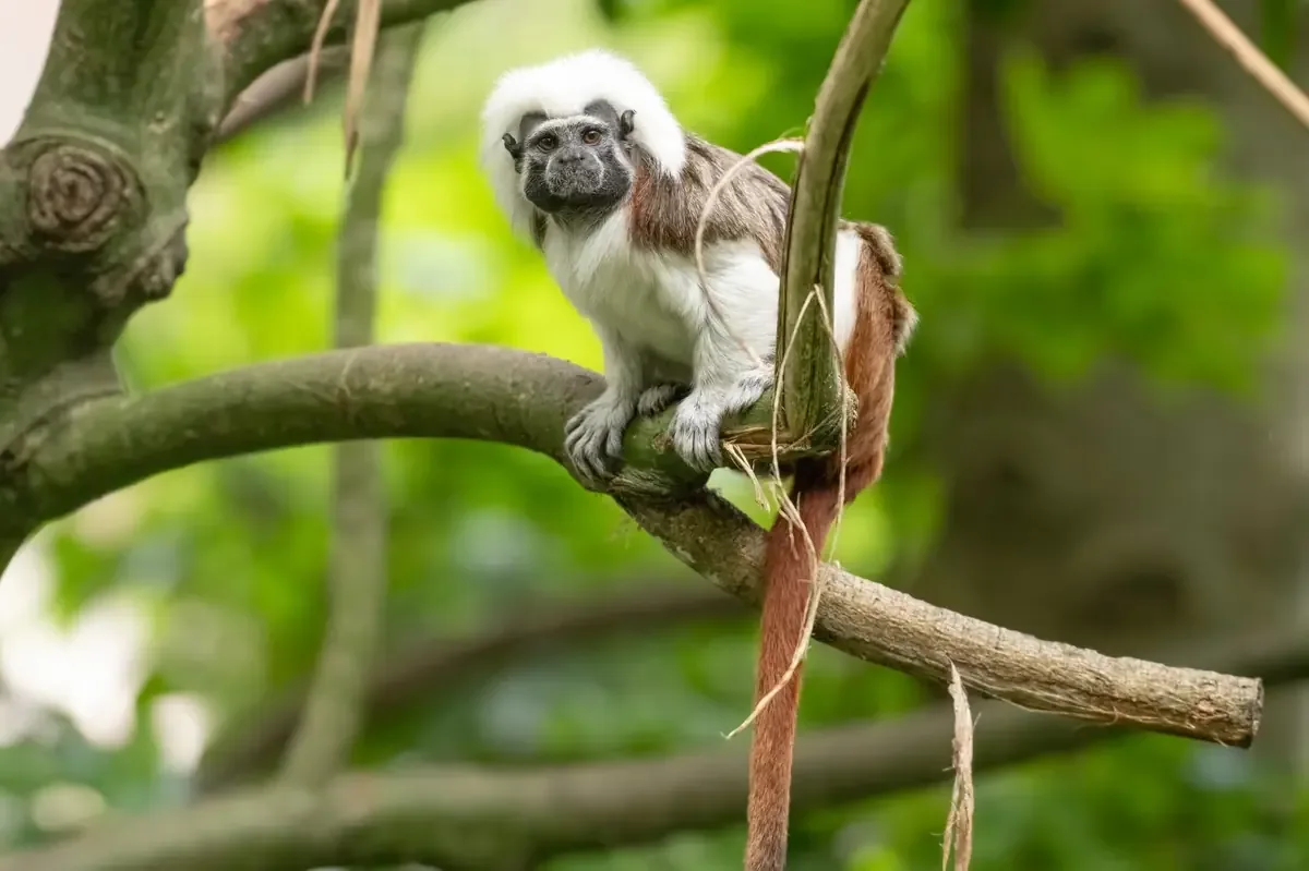 La intervención resaltó la importancia de proteger la fauna silvestre y combatir el maltrato animal.