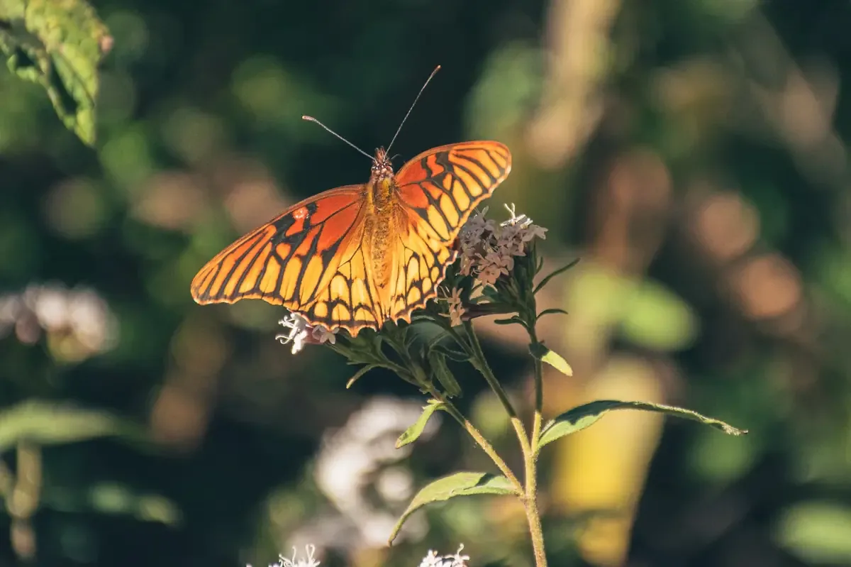 La reforestación en el Santuario de la Mariposa Monarca busca proteger el hábitat de esta especie emblemática.