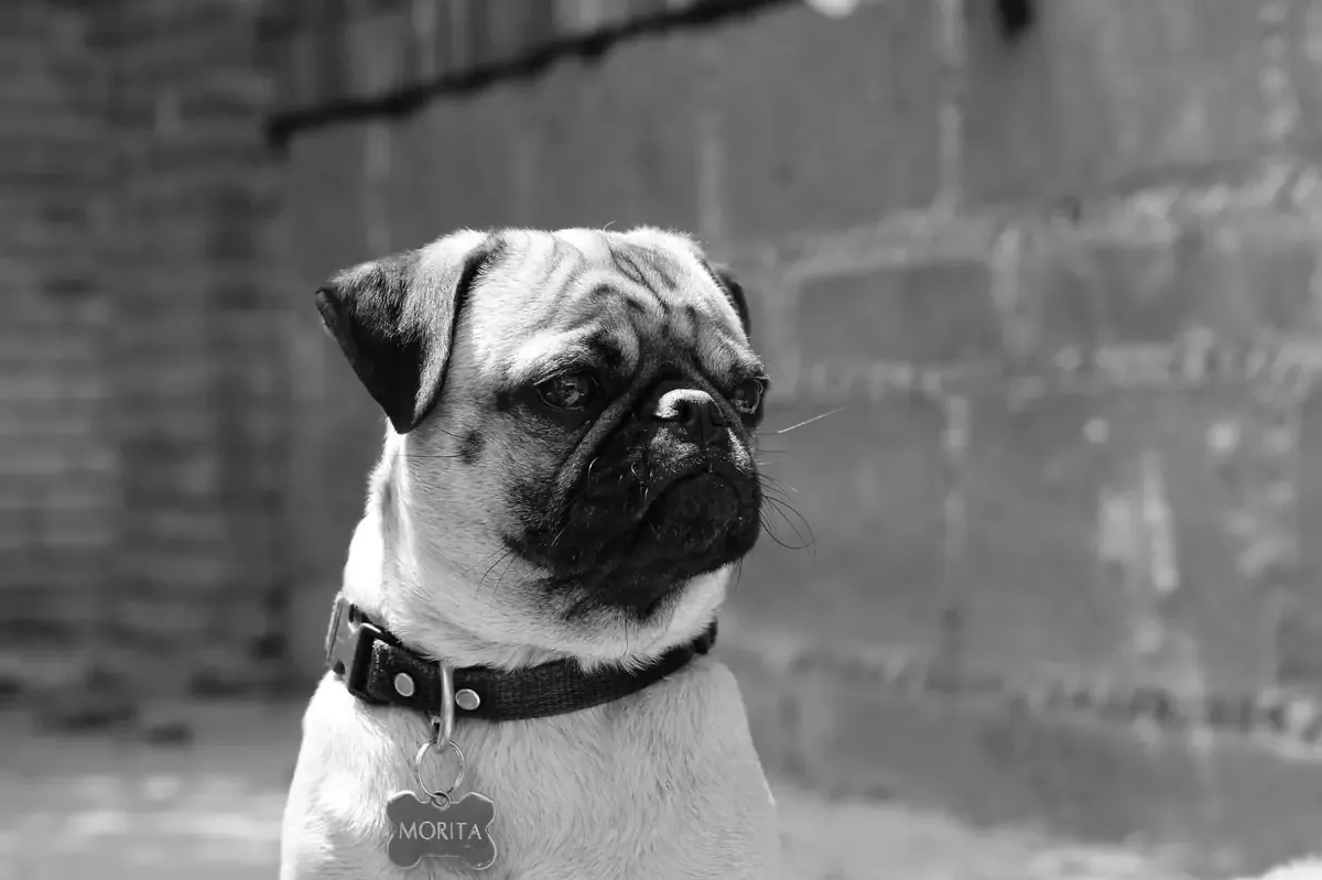La FGE indaga un caso de maltrato animal tras la difusión de un video.