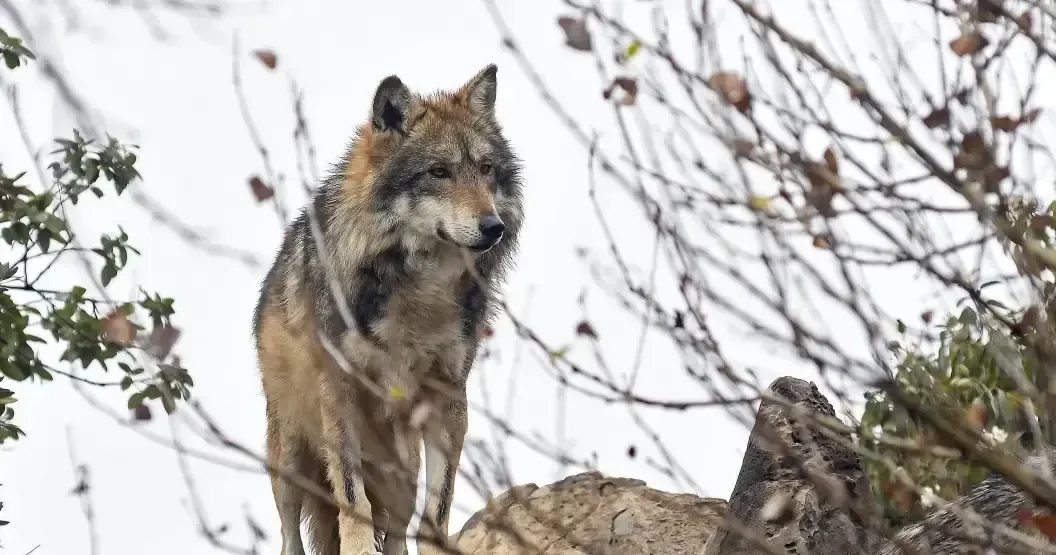La falta de espacios y conciencia limita la reproducción del lobo mexicano en la región.