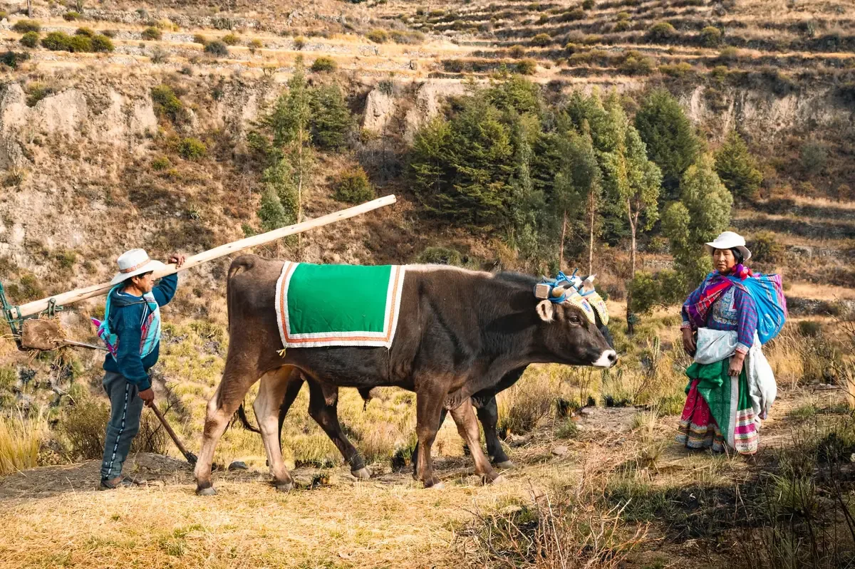 El municipio impulsa cambios normativos para mejorar la protección de animales y fomentar la tenencia responsable.