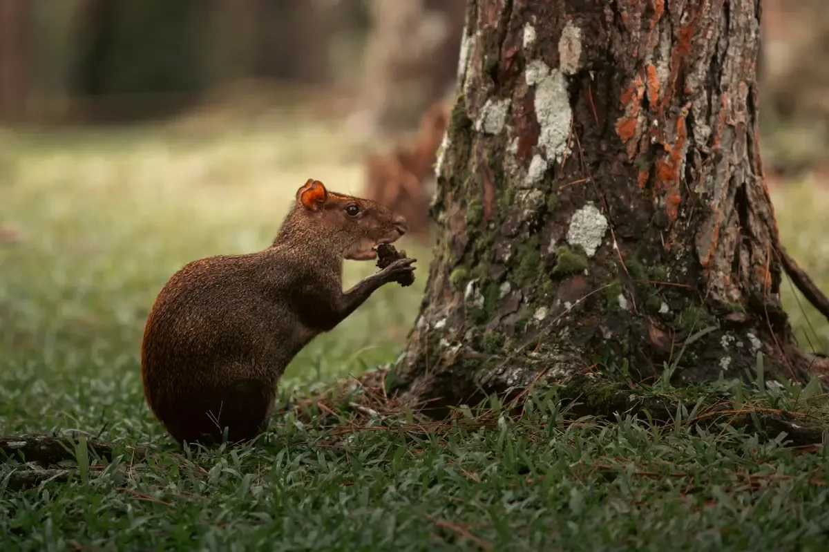 Estudiantes temen que la fumigación afecte a la fauna del campus, tras reportes de envenenamiento en 2024.