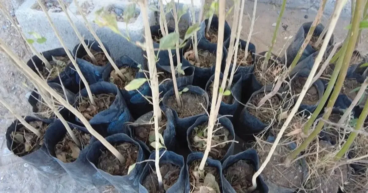 La jornada de reforestación busca fomentar la educación ambiental y el cuidado de los árboles.