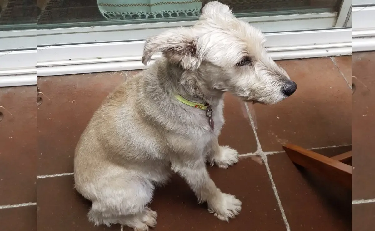 Gabriel Quadri comparte video del ataque a su perrito "Vito".