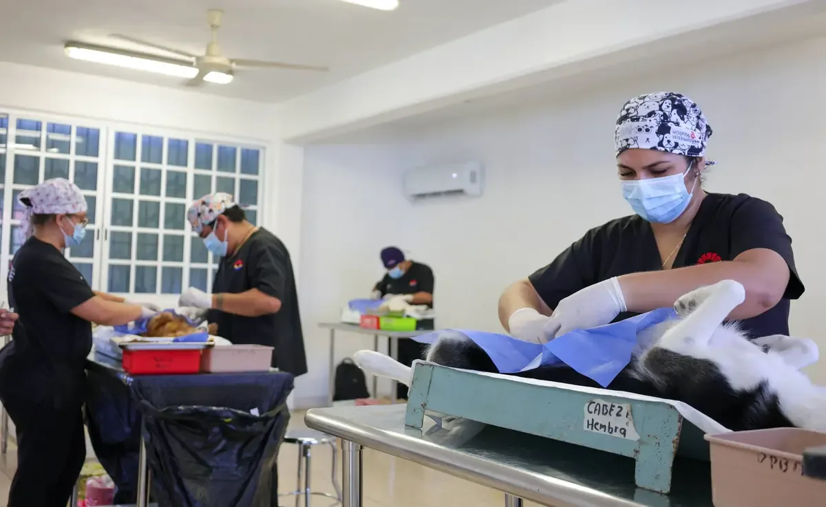 La campaña busca fortalecer la tenencia responsable y el bienestar animal en la ciudad.