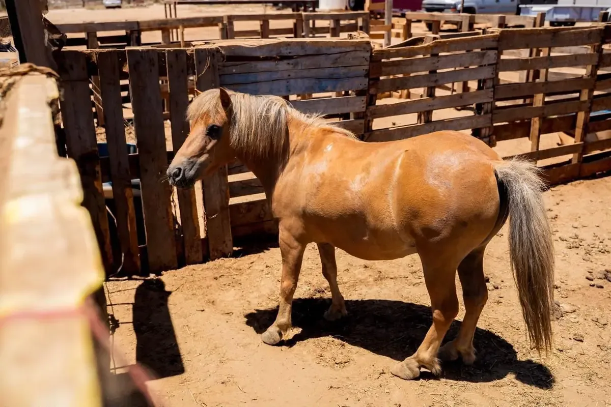 La inspección reveló condiciones inadecuadas para un poni en un predio.