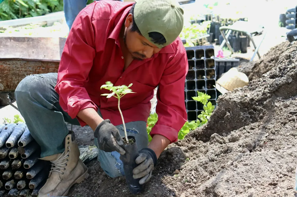 El estado produce 300 mil plantas para reforestación en colaboración con la sociedad civil.