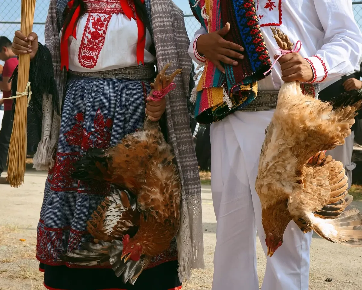 La entrega de gallinas de traspatio busca mejorar la seguridad alimentaria y apoyar a las familias del campo moreliano.
