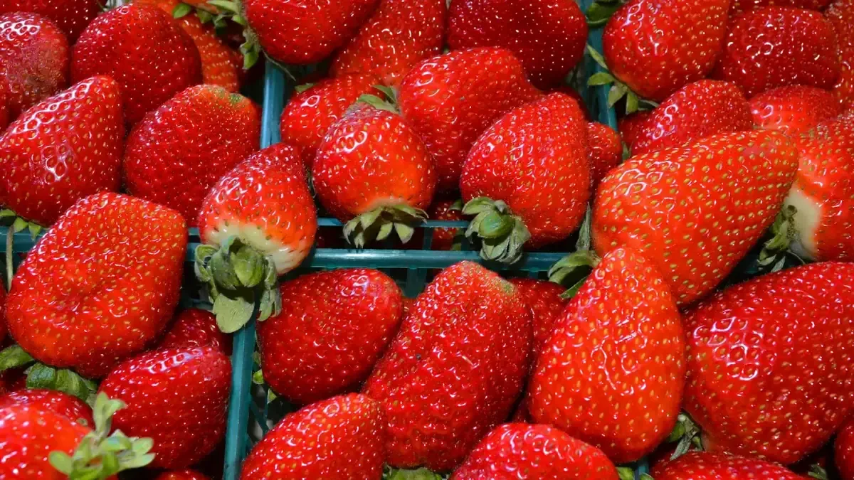La resolución de EE.UU. podría afectar a otros productos agrícolas mexicanos.