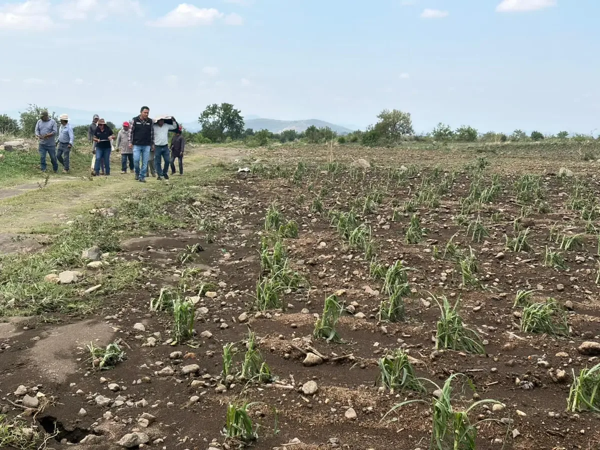 La intensa caída de granizo causa pérdidas significativas a agricultores de la región, afectando sus nuevas siembras.