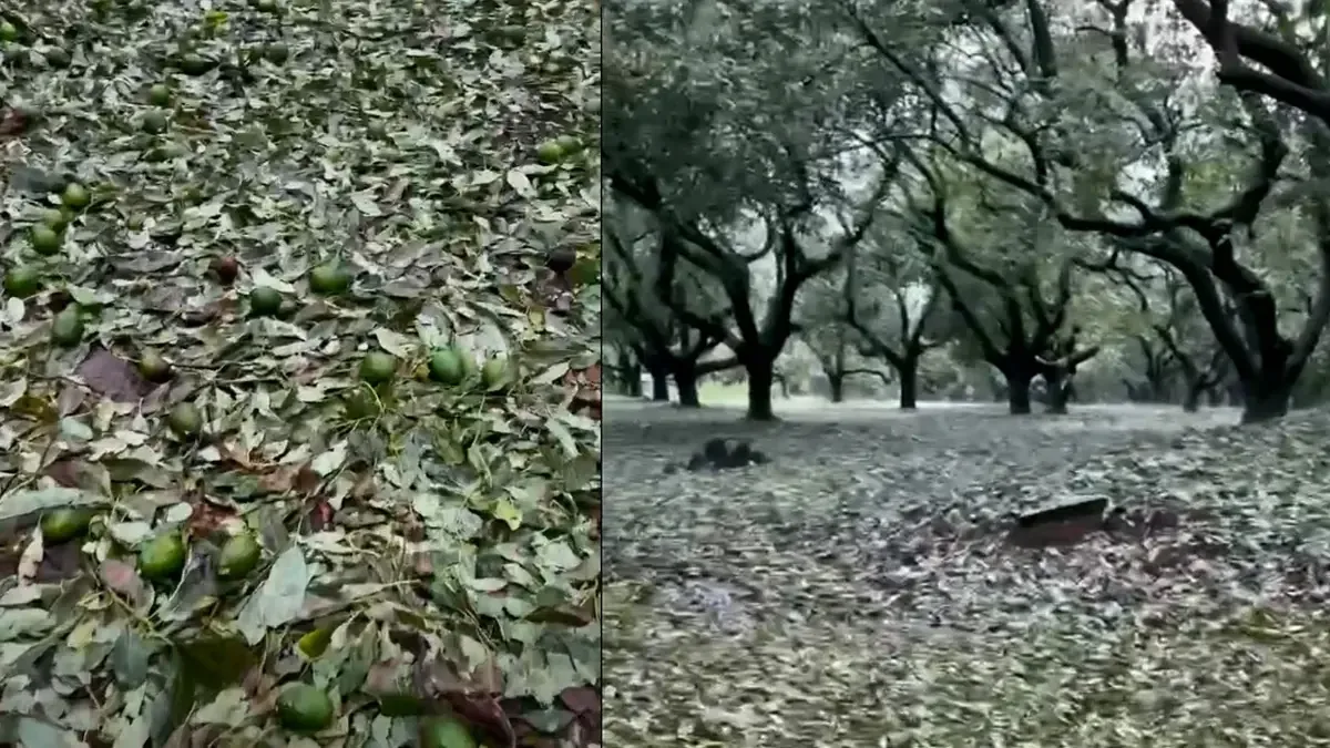 La intensa granizada afectó gravemente la producción agrícola en este municipio clave de Michoacán.