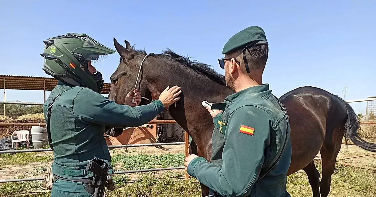 Intervenciones de emergencia destacan en la romería de El Rocío, garantizando la seguridad de los peregrinos y animales.