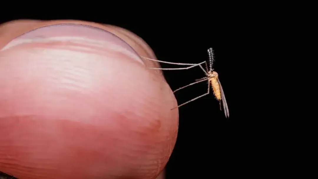 Aumento de casos en Guaymas genera preocupación; urge eliminar criaderos del mosquito transmisor.