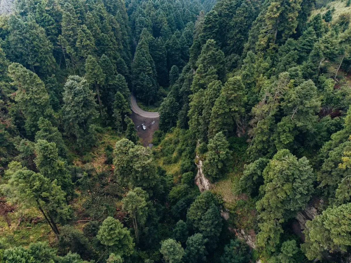 La reforestación busca crear conciencia sobre la protección de los árboles y especies en peligro.