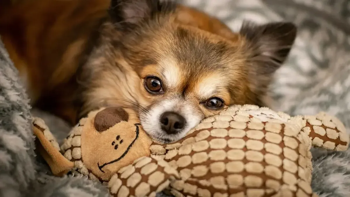 La historia de dos chihuahuas retratados emociona a los amantes de las mascotas.