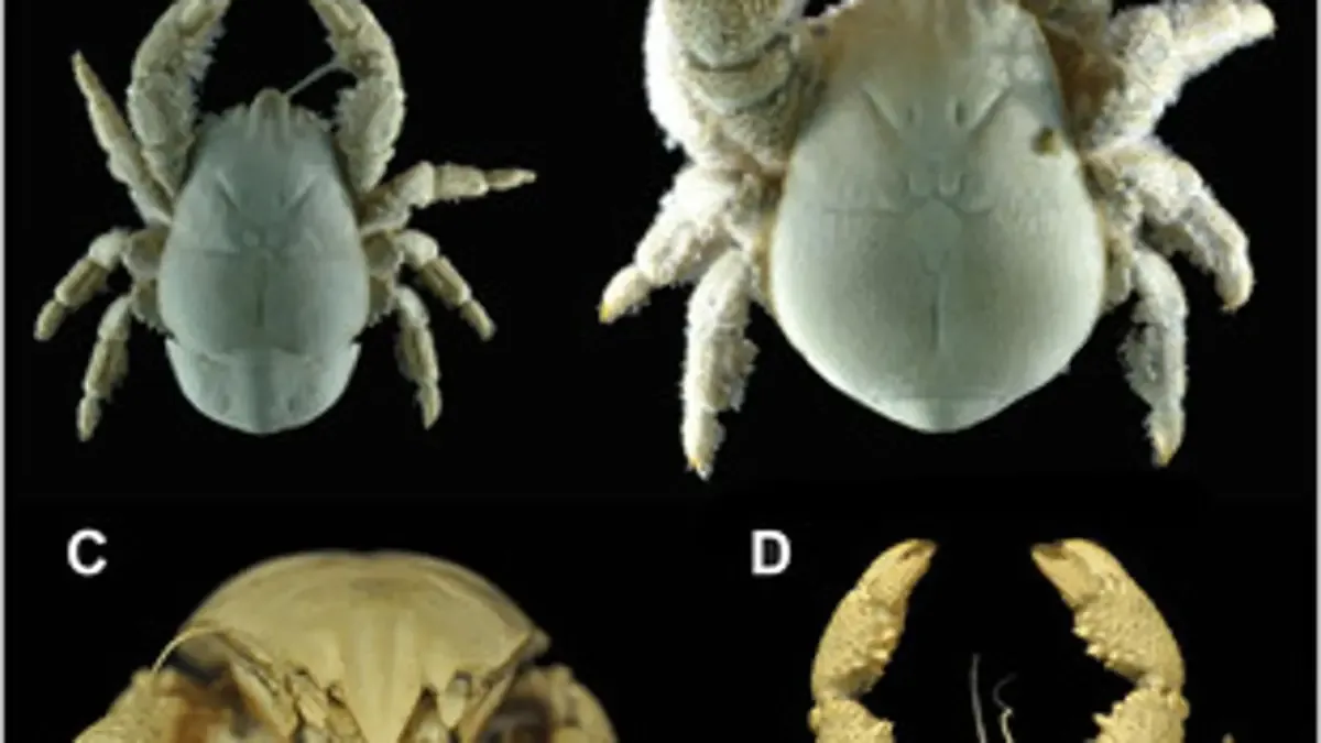 Este descubrimiento ofrece nuevos conocimientos sobre la fauna marina de la península ibérica en el Eoceno.