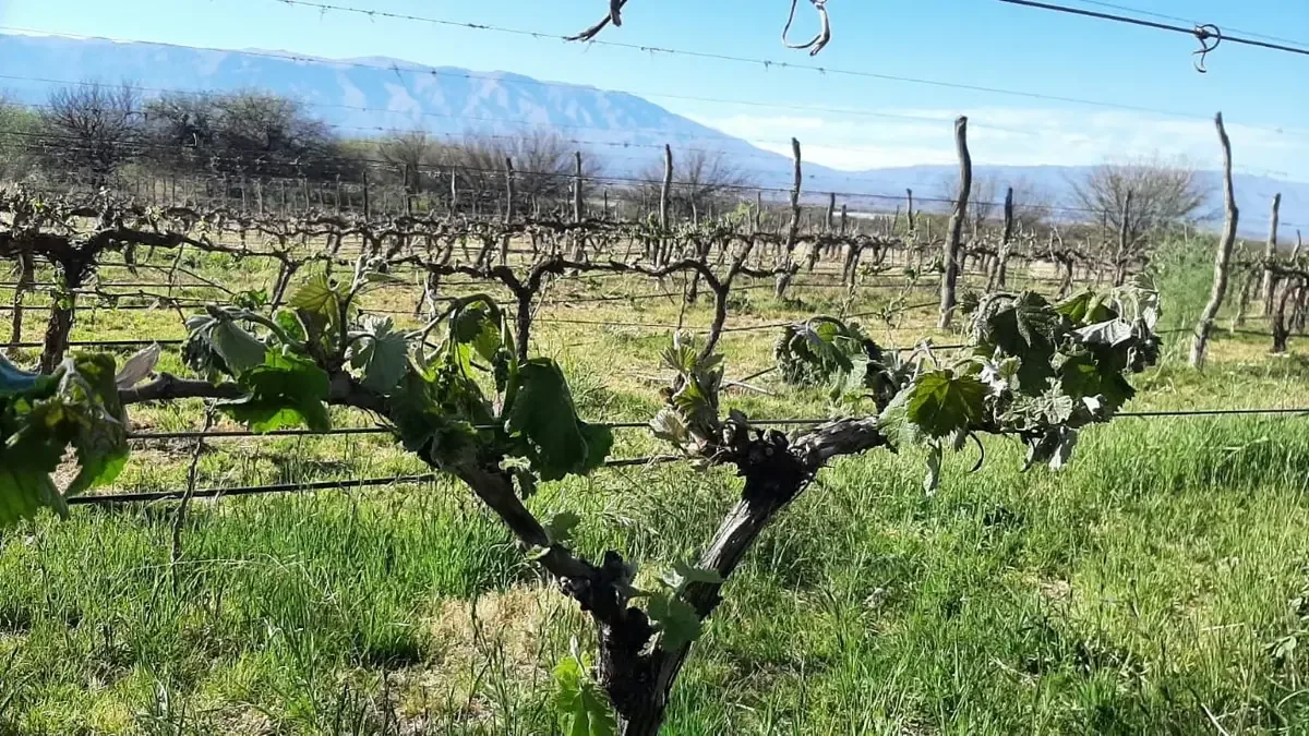Heladas de seis grados bajo cero afectan severamente la producción vinícola en varias provincias argentinas.