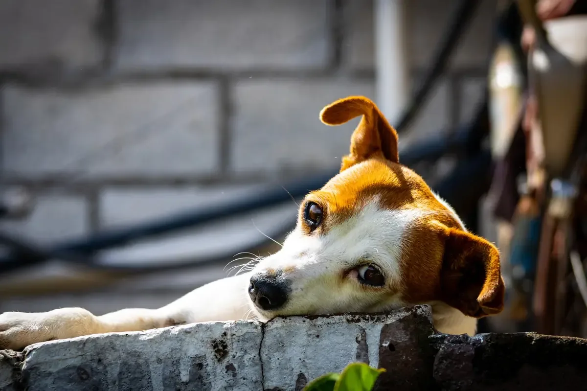 La agresión ocurrió después de que un perro grande atacara a un chihuahua amarrado en la vía pública.