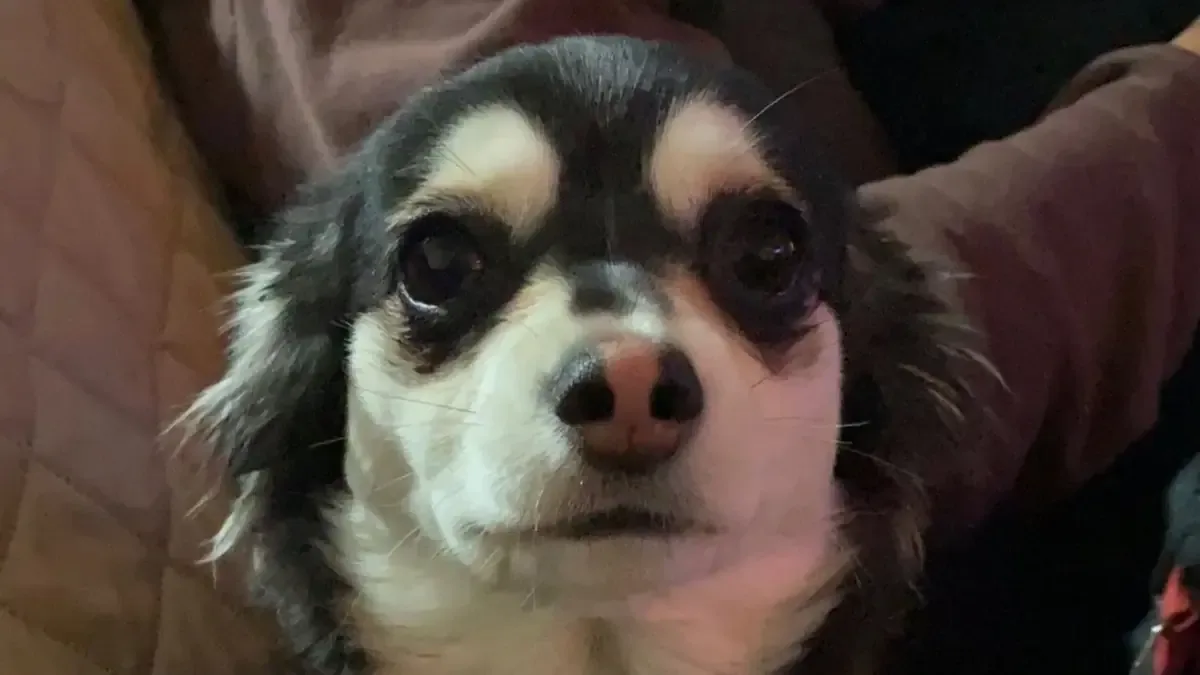 La familia de un hombre en El Paso está conmocionada tras el hallazgo de su perro disparado.