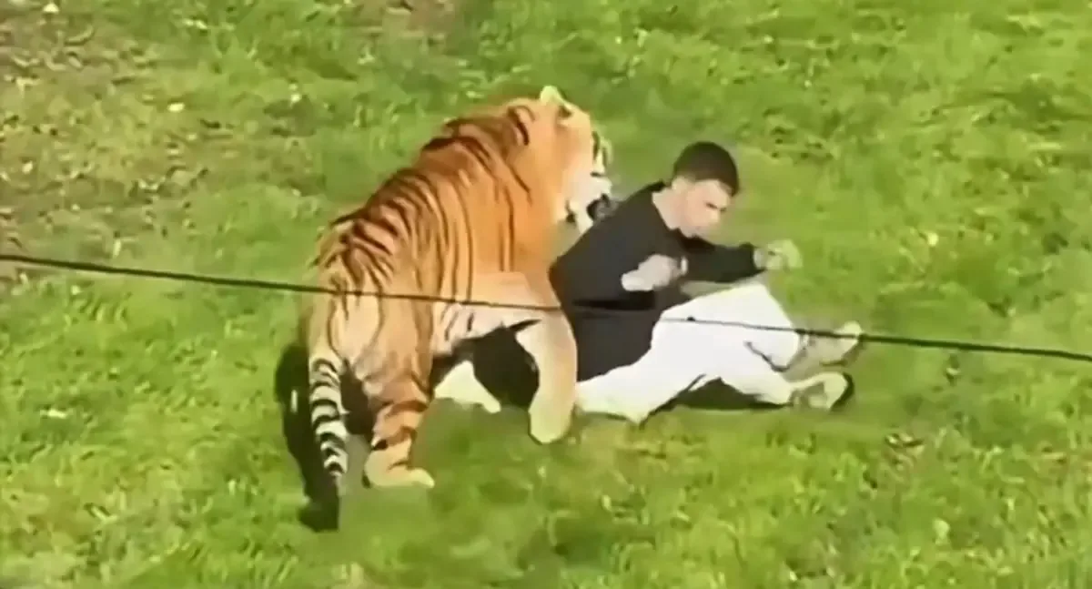 Un ataque de tigre en un parque de Inglaterra lleva a la evacuación de visitantes y el cierre de las instalaciones.