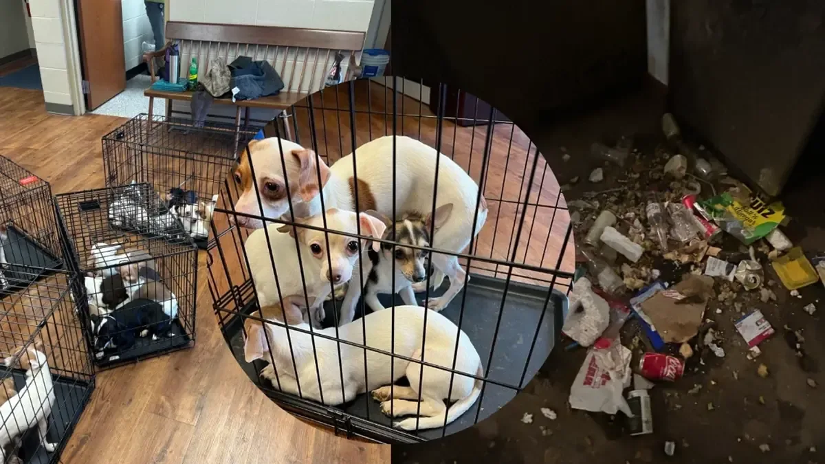 La situación genera preocupación en la comunidad animalista de Pennsylvania tras la sentencia de probation.