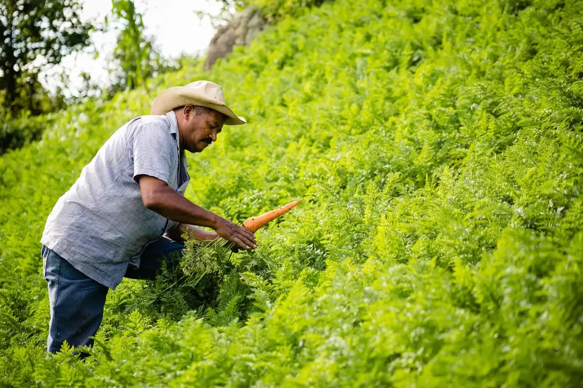 La crisis alimentaria en Honduras proviene de múltiples factores como la sequía y la pobreza extrema.