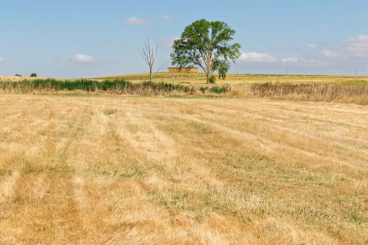 La horticultura en Paraná enfrenta desafíos, pero muestra un gran potencial económico.