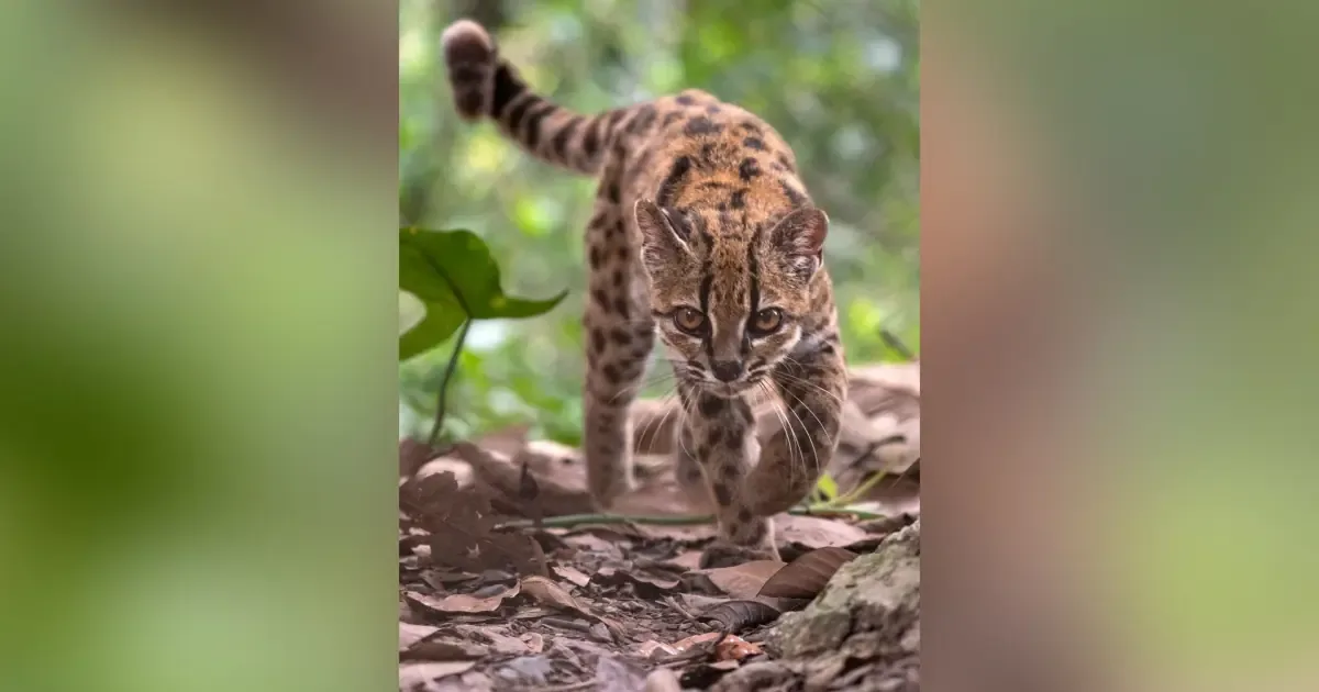 Este hallazgo fortalece el conocimiento sobre la biodiversidad y las especies en peligro en la región.