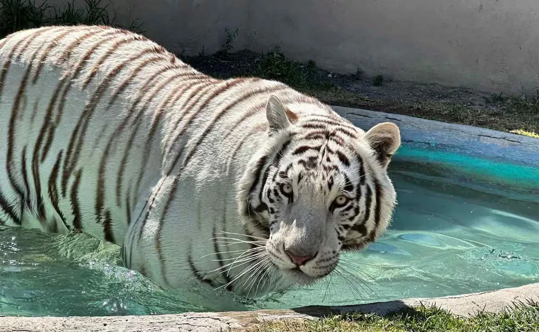 VIDEO | Trágico rescate de tigre por PROFEPA