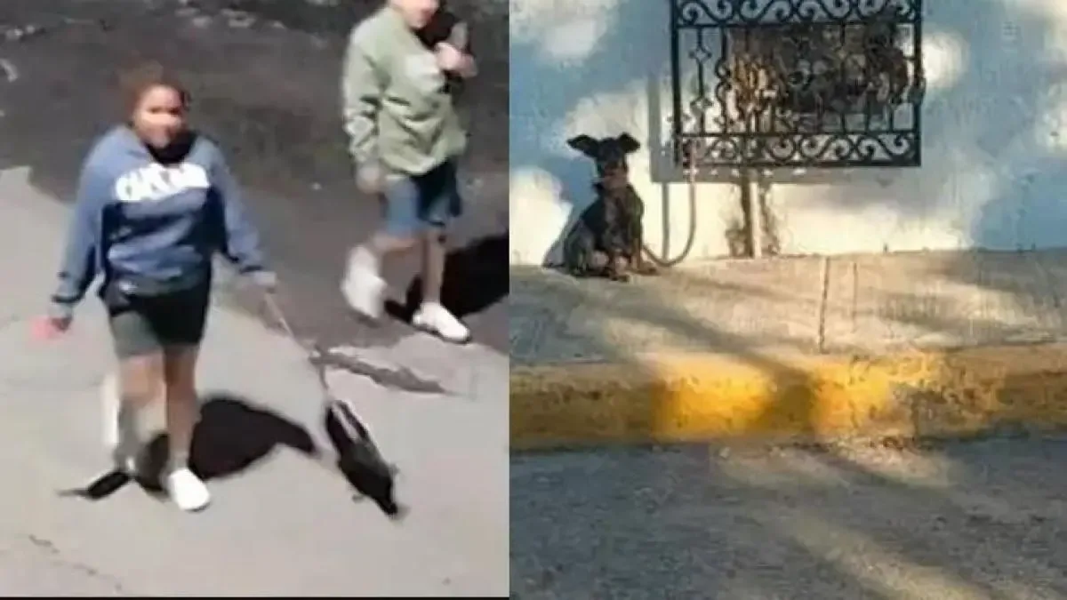 Imagen del perro abandonado en Cuernavaca, captado por cámaras de seguridad.