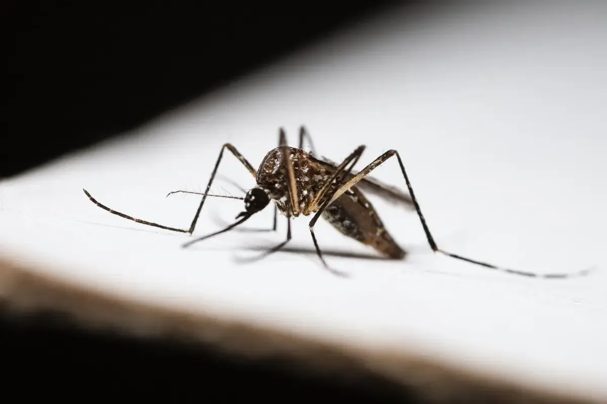 El IMSS exhorta a intensificar la limpieza en hogares para evitar brotes de dengue.